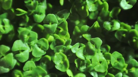 Green chia sprouts slide macro background top view Stock Footage 135472518