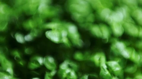 Green chia sprouts slide macro background Stock Footage 135472553