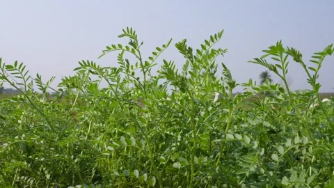 Green Chickpea Plant 库存影片 333896931