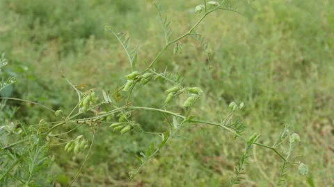 Green chickpea Plant Vidéo 333906034