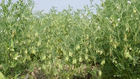Green Chickpea Plants Stock Footage 333914655