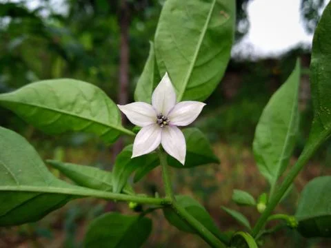 Green chili flower Stock Photos