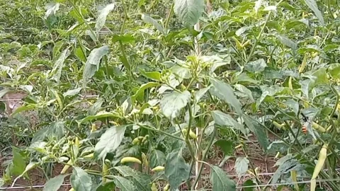 Green chili fruit Stock Footage 310488120