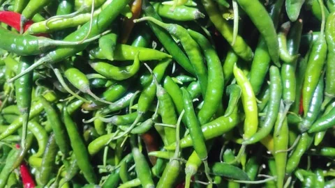 Green Chili peppers also called chile, chile pepper, chilli pepper, or chilli Stock Footage 243919866