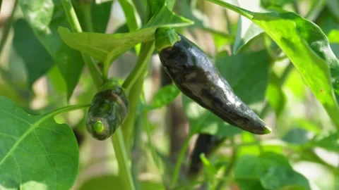 Green chili peppers Video stock 291509832