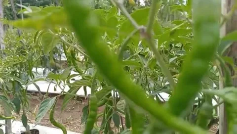 Green Chili Fields Stock Videos – Royalty-Free HD & 4K Videos | Pond5