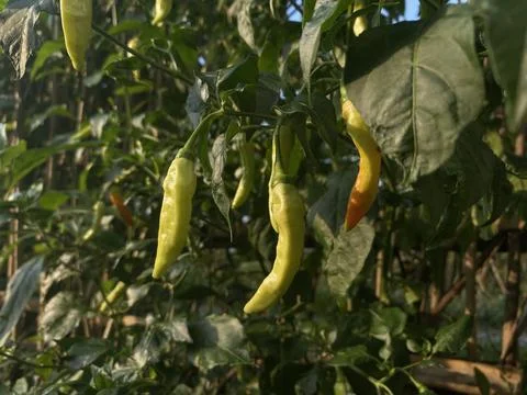 Green Chili on the tree with e green leaves Stock Photos