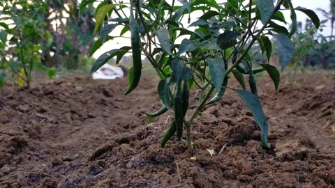 Green chili on the tree Stock Footage 209836321