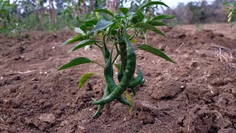 Green chili on the tree Stock Footage 209836373