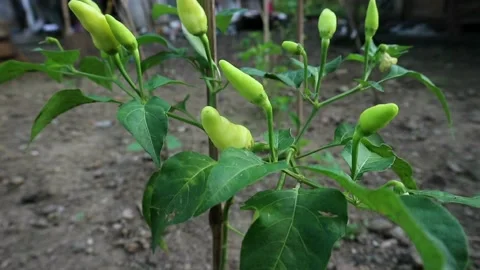 Green chili tree in the garden Stock Footage 211650455