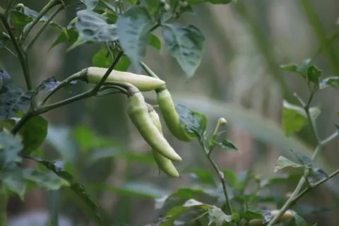 Green chili in the tree - Image 写真素材