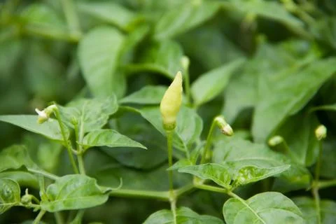 Green chili on tree Stock Photos