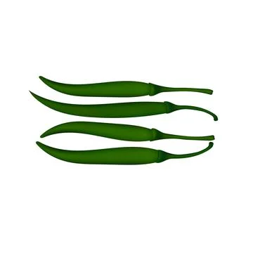 Green chili vector image in white background. Fresh green chilli vector image 스톡 사진