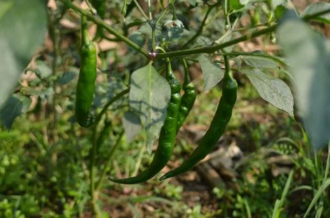 Green chilies Stock Photos