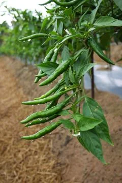 Green chilli cluster Stock Photos