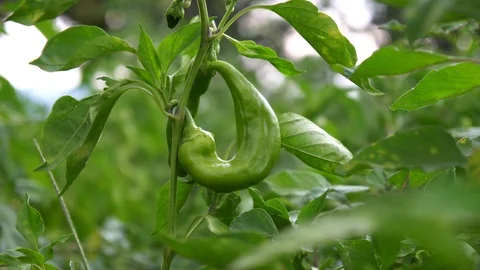 Green chilli on farm field Stock Footage 94033659