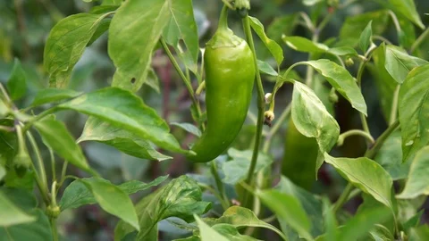 Green chilli on farm field Stock Footage 94033850