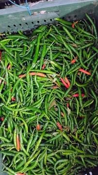 Is a green chilli a fruit or vegetable? Stock Photos