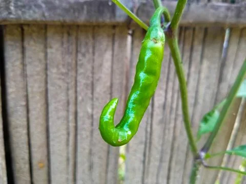 Green chilli fruit on the tree spicy Stock Photos
