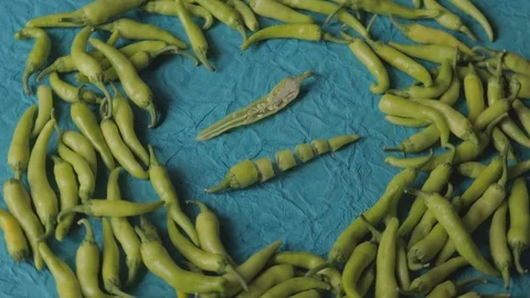 Green chilli isolated on blue background Stock Footage 110842789