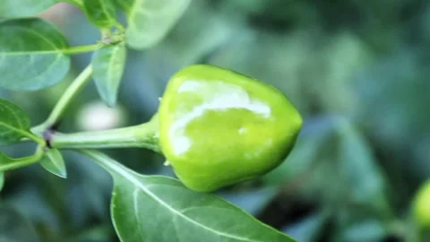 Green Chilli or Peppers shining in a garden Stock Footage 302334928