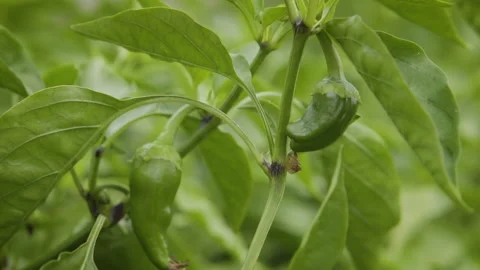 Green Chilli Peppers Plant Stock Footage 160277257