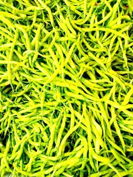 Green Chilli Stock Photos