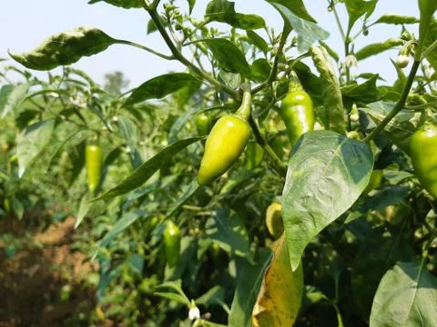 Green chilli. Stock Photos