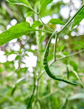 Green Chilli Stock Photos
