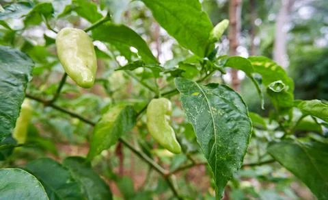 Green Chilli Stock Photos