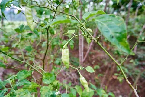 Green Chilli Stock Photos