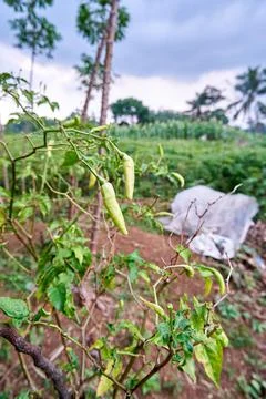 Green Chilli Stock Photos