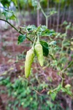 Green Chilli Stock Photos
