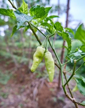 Green Chilli Stock Photos
