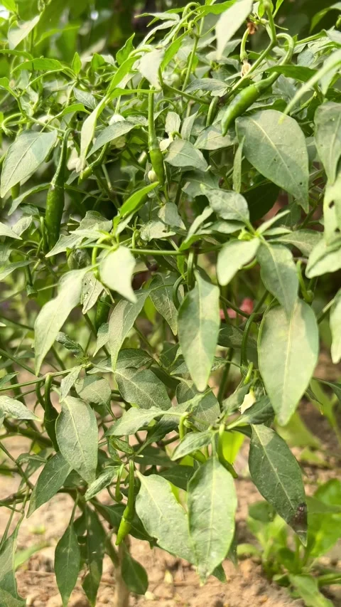 Green chilli plant Stock Footage 293949241
