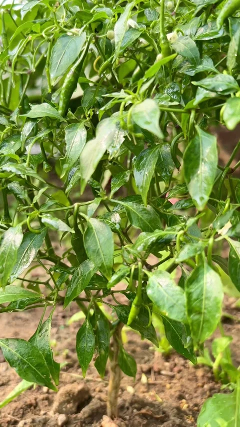 Green chilli plant Stock Footage 293949363