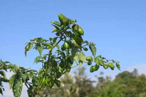 Green chilli planted on balcony Фото