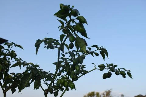 Green chilli planted on balcony Stock Photos