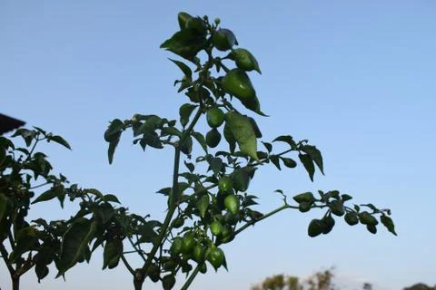 Green chilli planted on balcony Фото