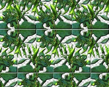 Green chilli rawit Stock Illustration