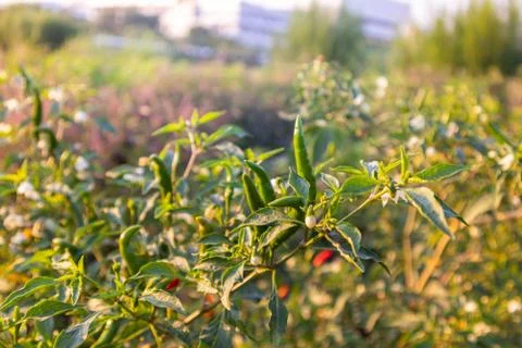 Green chilli tree on sunset day at thailand Stock Photos