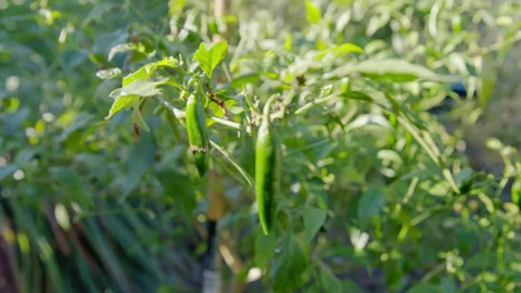 Green chilli’s hanging off a chilli bush blowing in wind in the summer sunlight Stock Footage 340547810