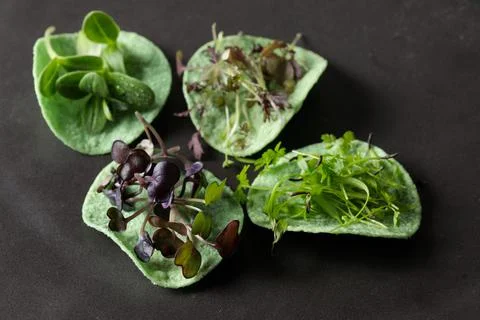 Green chips with micro greenery, close-up, selective focus Stock Photos