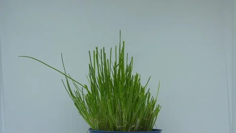 Green chives in a flower pot is filmed in a time-lapse shot as they grow Stock Footage
