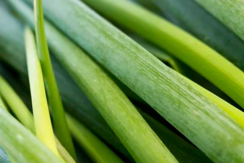 Green Chives Stock Photos