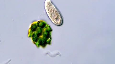 Green Chlorophyta Algae and protozoa Moving Under the Microscope Video stock 317787664