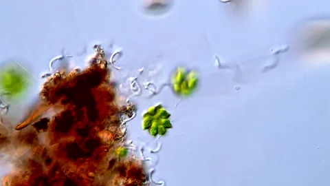 Green Chlorophyta Cells Captured Under DIC microscope Stock-Footage 317790066