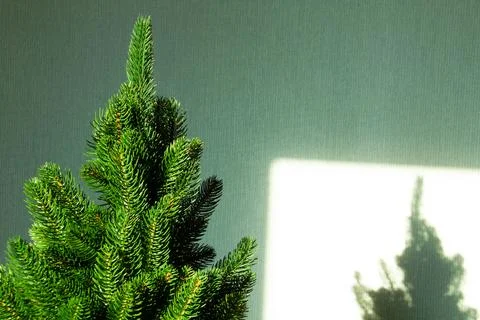 Green Christmas tree and a shadow on the wall. Beautiful Christmas background Stock Photos
