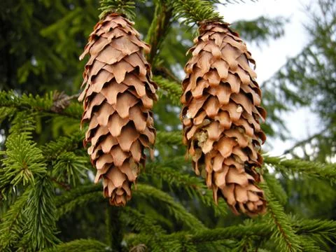 Green Christmas tree with cones Foto stock