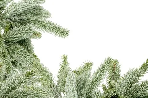 Green Christmas tree isolated on white Fotos de archivo